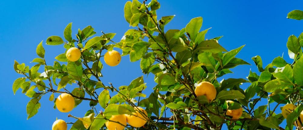 La Fête du Citron à Menton, un événement vitaminé !