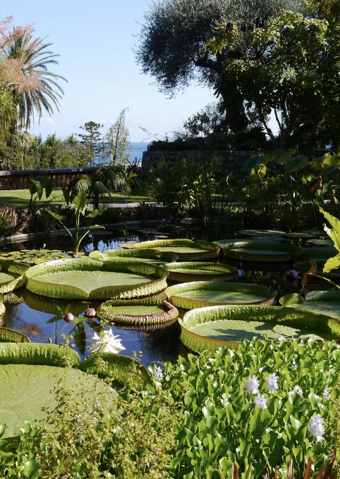Villa Genesis - Jardin Serre de la Madone